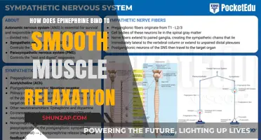 Epinephrine's Role in Smooth Muscle Relaxation: Mechanism Explained