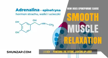 Epinephrine's Relaxing Effect on Smooth Muscles