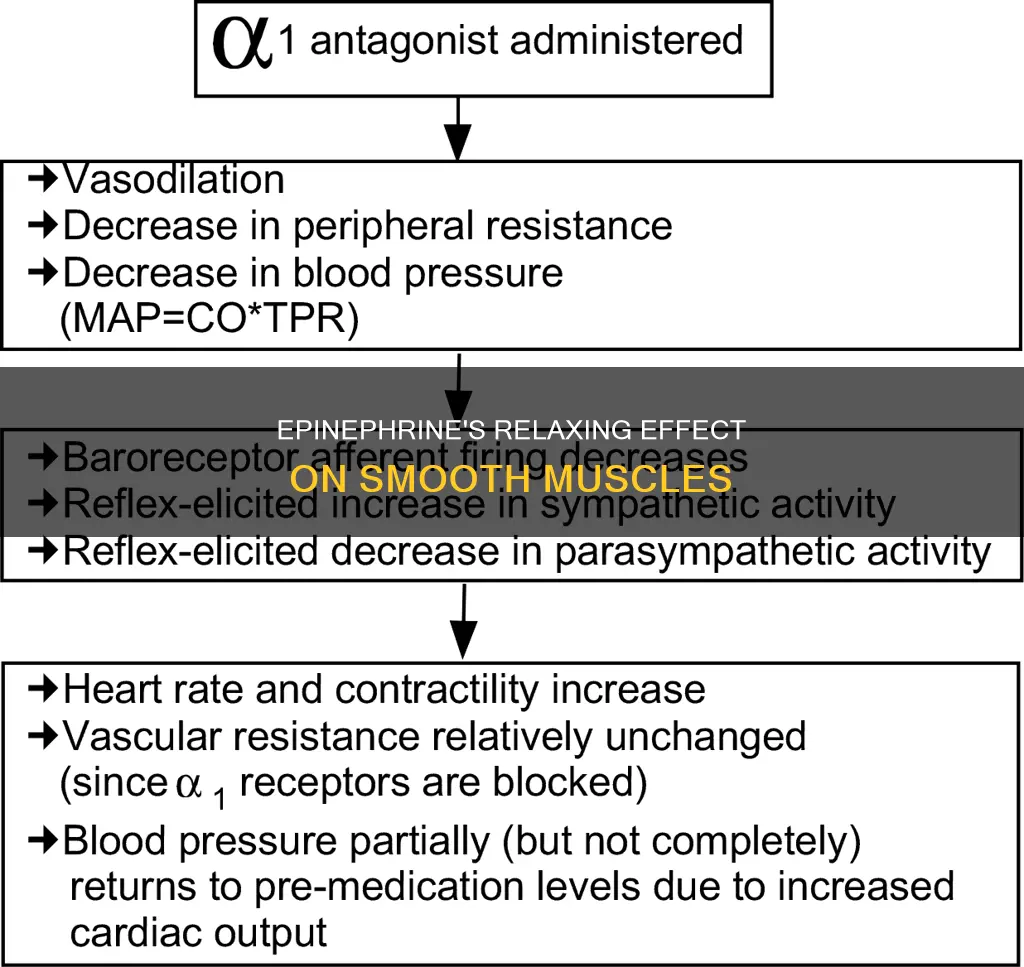 how does epinephrine cause smooth muscle relaxation