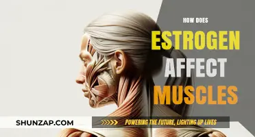 Estrogen's Impact on Muscle Health: A Comprehensive Guide