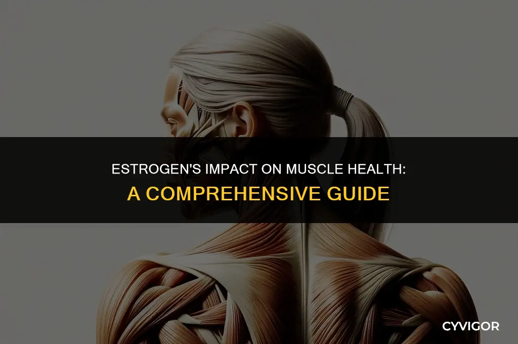 how does estrogen affect muscles