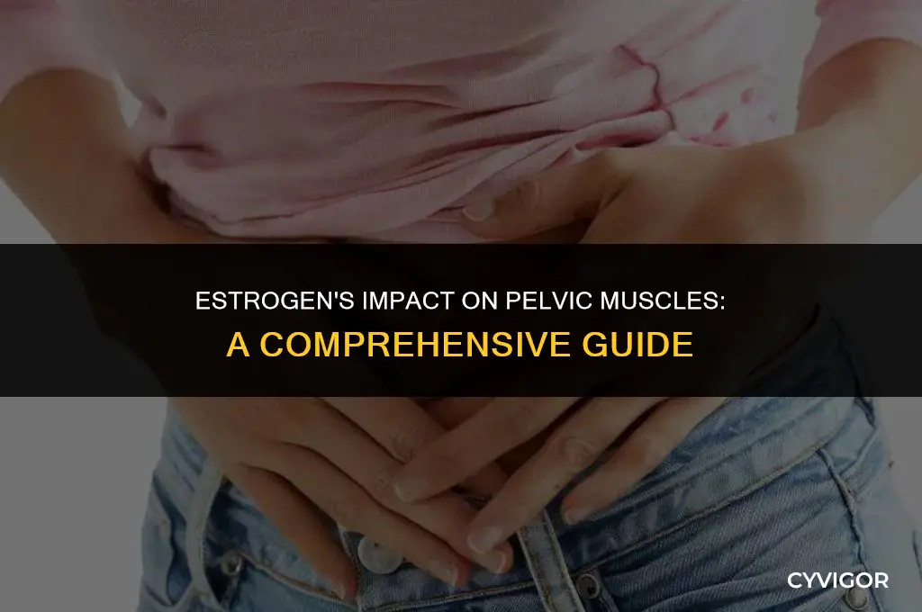 how does estrogen affect pelvic muscles