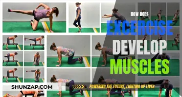 Building Muscles: Understanding the Science Behind Exercise