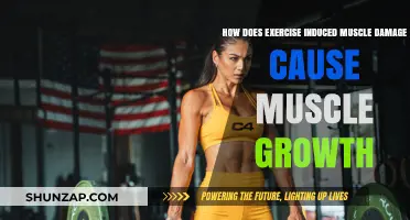 Exercise-Induced Muscle Damage: The Key to Growth