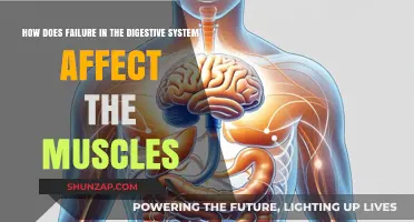 Digestive System Malfunctions: Impact on Muscular Health Explained