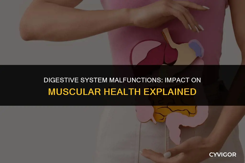how does failure in the digestive system affect the muscles