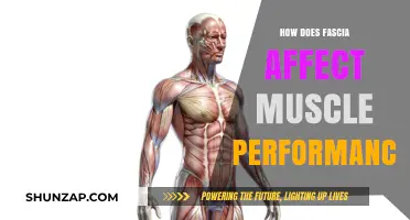 Unveiling the Fascial Impact: Optimizing Muscle Performance Through Fascia Care