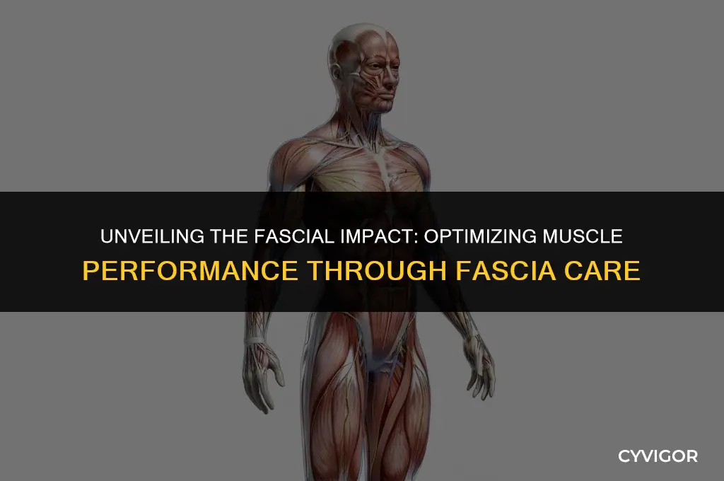 how does fascia affect muscle performance