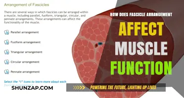 Exploring the Impact of Fascicle Arrangement on Muscle Performance