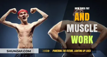Understanding Fat and Muscle: Functions, Differences, and Impact on Health