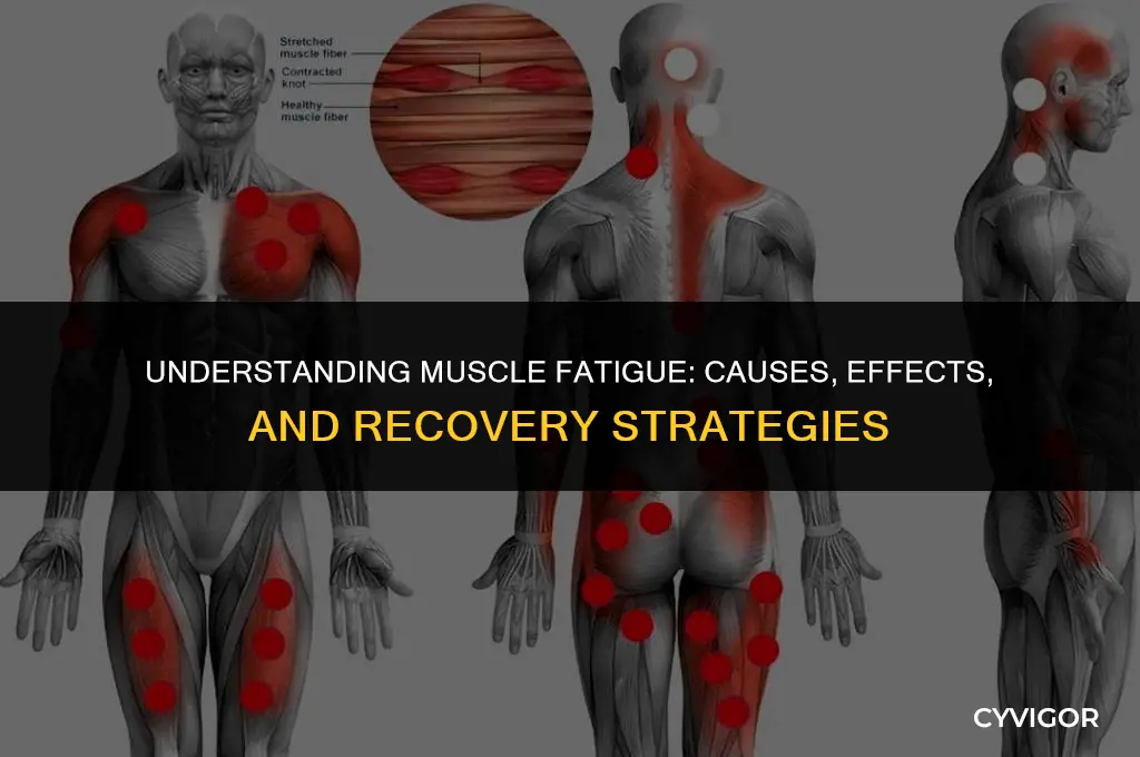 how does fatigue affect your muscles