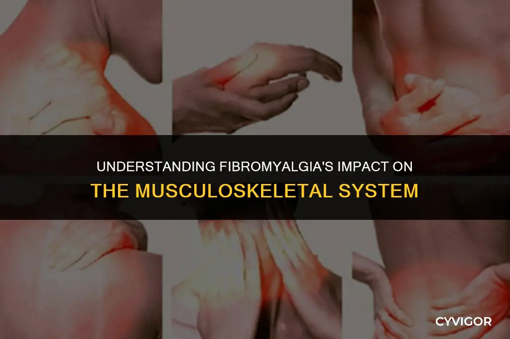 how does fibromyalgia affect the muscle system