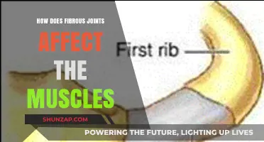Exploring the Impact of Fibrous Joints on Muscle Function and Health