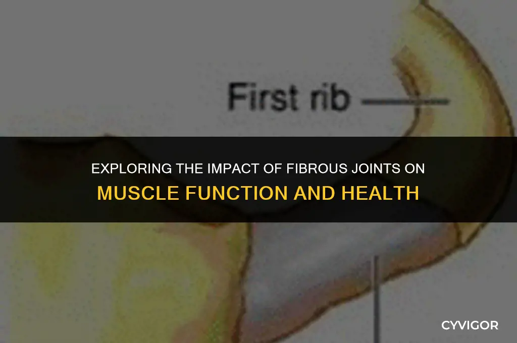 how does fibrous joints affect the muscles
