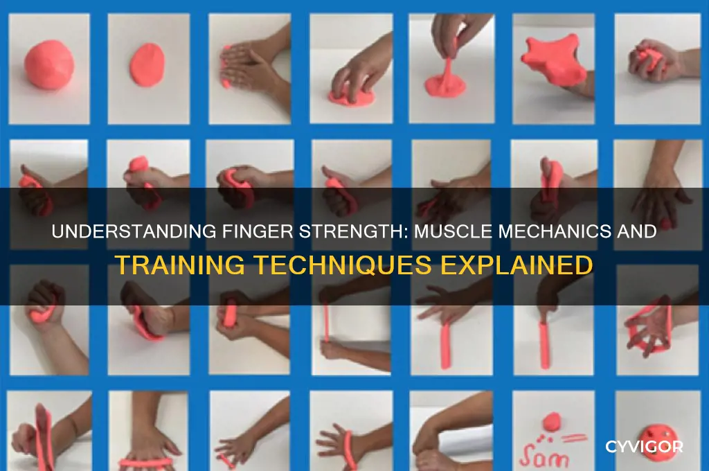 how does finger strength work in muscles