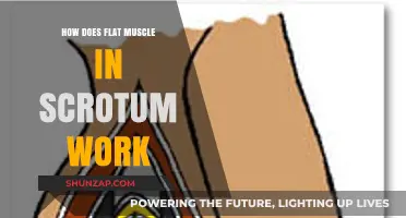 Understanding the Function of the Flat Muscle in the Scrotum