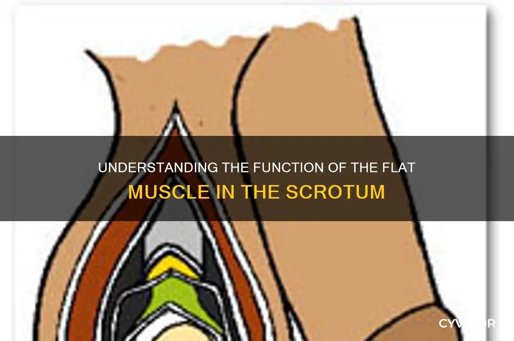how does flat muscle in scrotum work