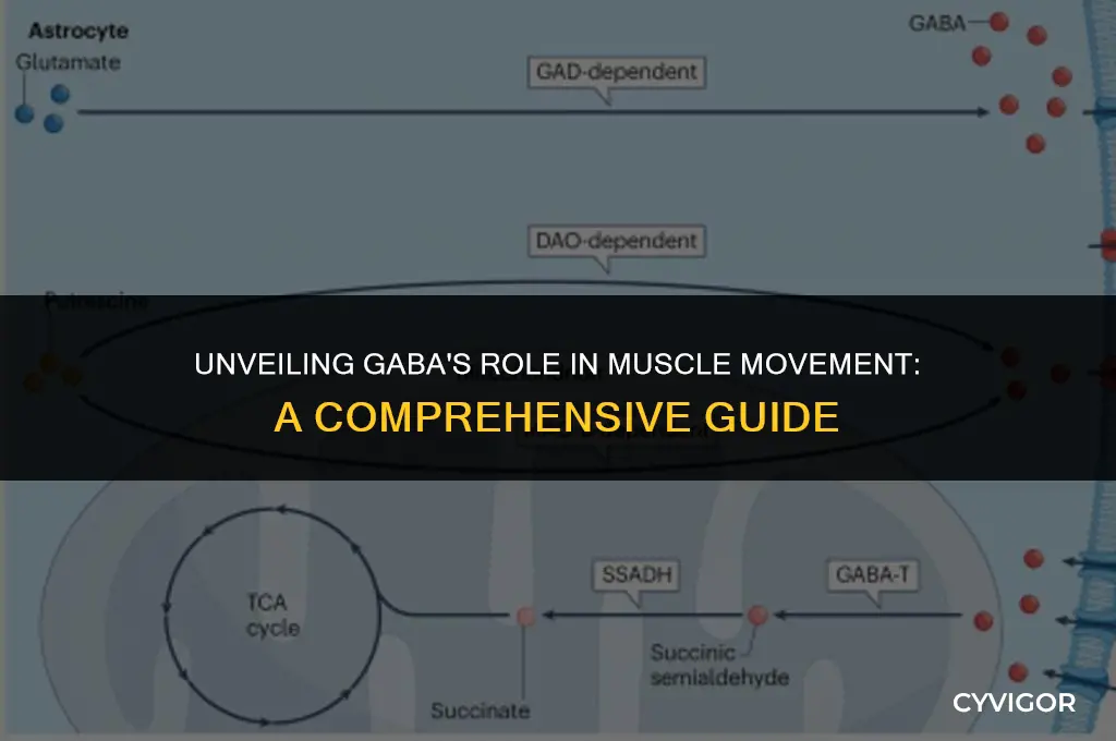 how does gaba affect muscle movement