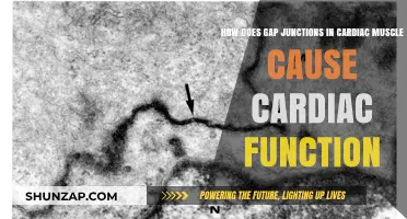 Gap Junctions: Cardiac Muscle Synchrony and Function