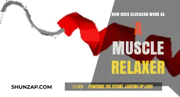 Glucagon's Role in Muscle Relaxation: Mechanism and Benefits Explained