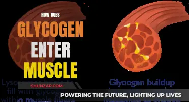 Glycogen's Pathway to Muscle: Understanding the Process