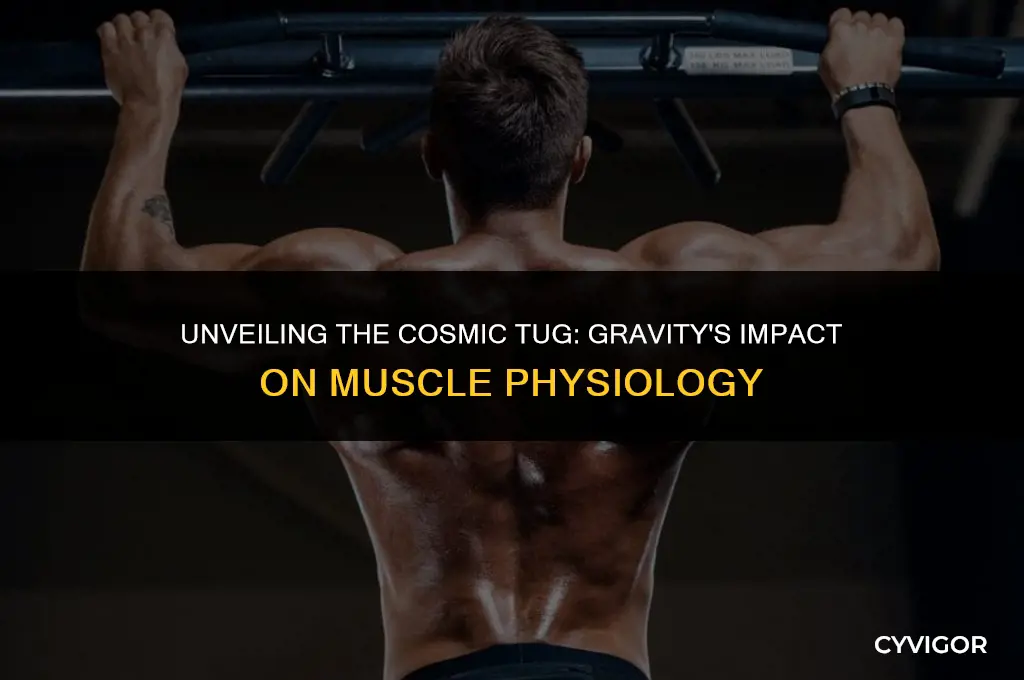 how does gravity affect muscles