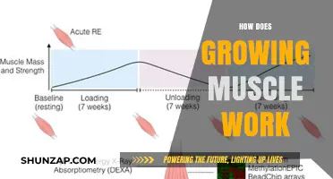 Understanding Muscle Growth: Mechanisms, Factors, and Effective Strategies Explained