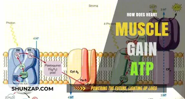 How Heart Muscle Generates ATP: Essential Energy Production Explained