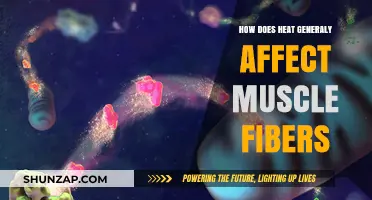 Exploring the Impact of Heat on Muscle Fibers: A Comprehensive Guide
