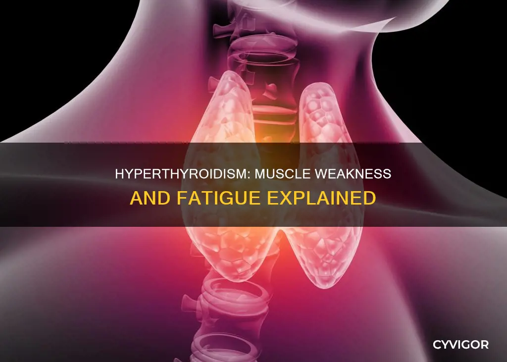 how does hyperthyroidism cause muscle weakness