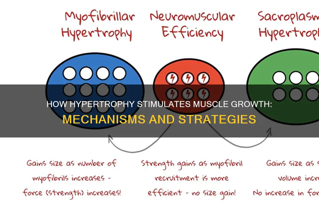 how does hypertrophy grow the muscle
