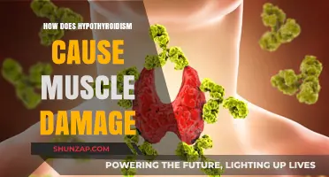 Hypothyroidism: Muscle Damage and You