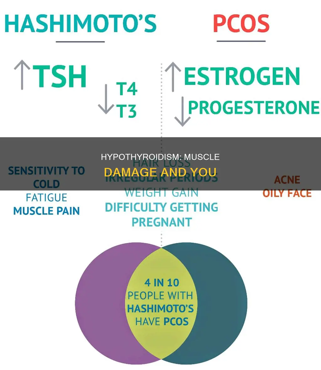 how does hypothyroidism cause muscle damage