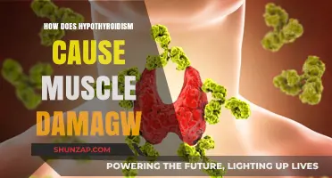 Hypothyroidism: Muscle Damage and You