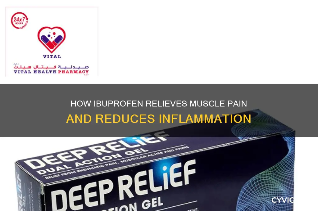 how does ibuprofen work on muscles