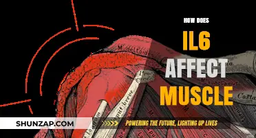 Unveiling the Impact of IL-6 on Muscle Health and Function