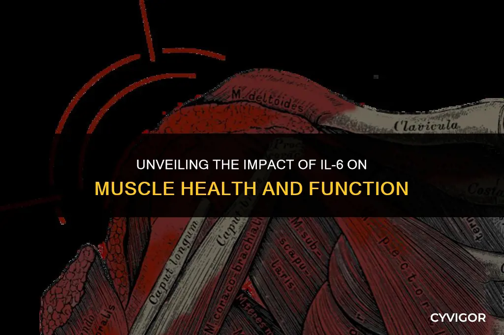 how does il6 affect muscle