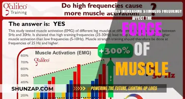 Exploring the Impact of Stimulus Frequency on Muscle Force