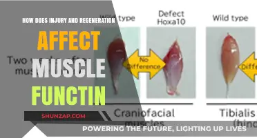 Exploring the Impact of Injury and Regeneration on Muscle Function