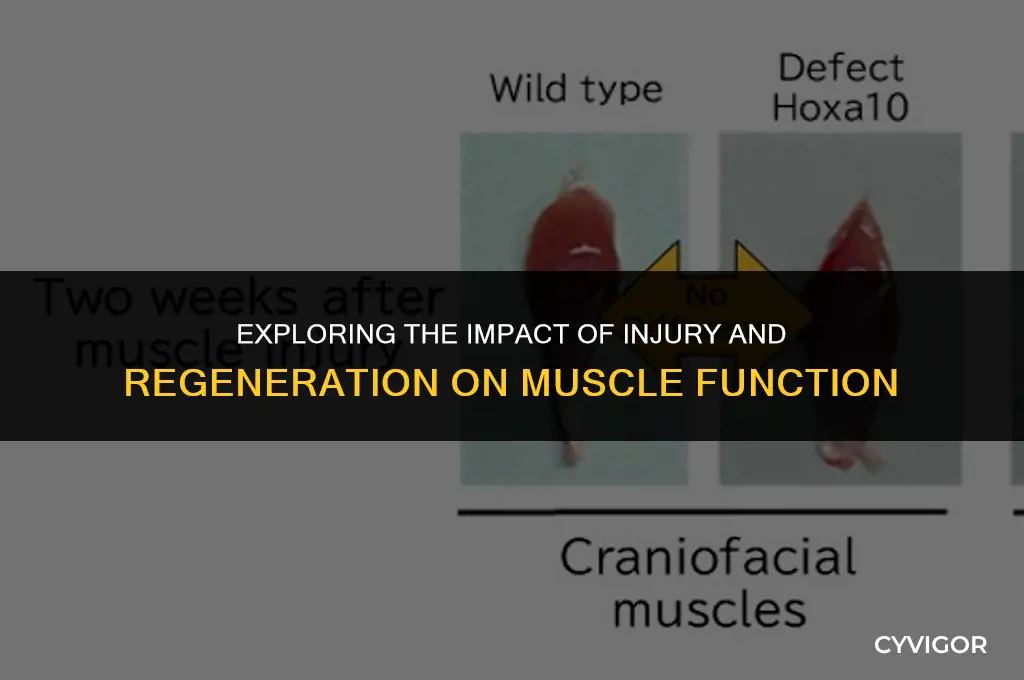 how does injury and regeneration affect muscle functin