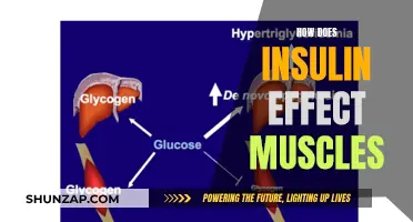 Insulin's Impact: Understanding Muscle Response and Growth