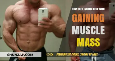 Insulin's Role in Muscle Growth: Maximizing Mass Gain Strategies