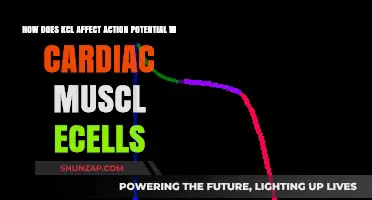 Potassium Chloride's Impact on Cardiac Muscle Cell Action Potentials