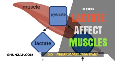Unveiling the Impact of Lactate on Muscle Performance and Recovery