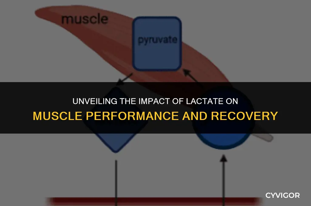 how does lactate affect muscles