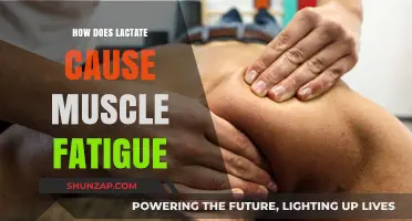Lactate and Muscle Fatigue: Understanding the Connection