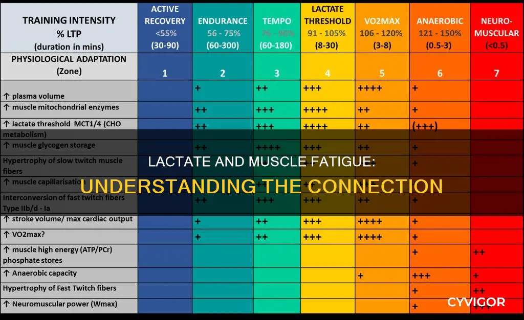 how does lactate cause muscle fatigue