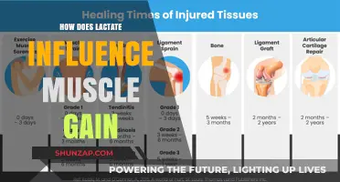 Lactate's Role in Muscle Growth: Unlocking Strength and Size