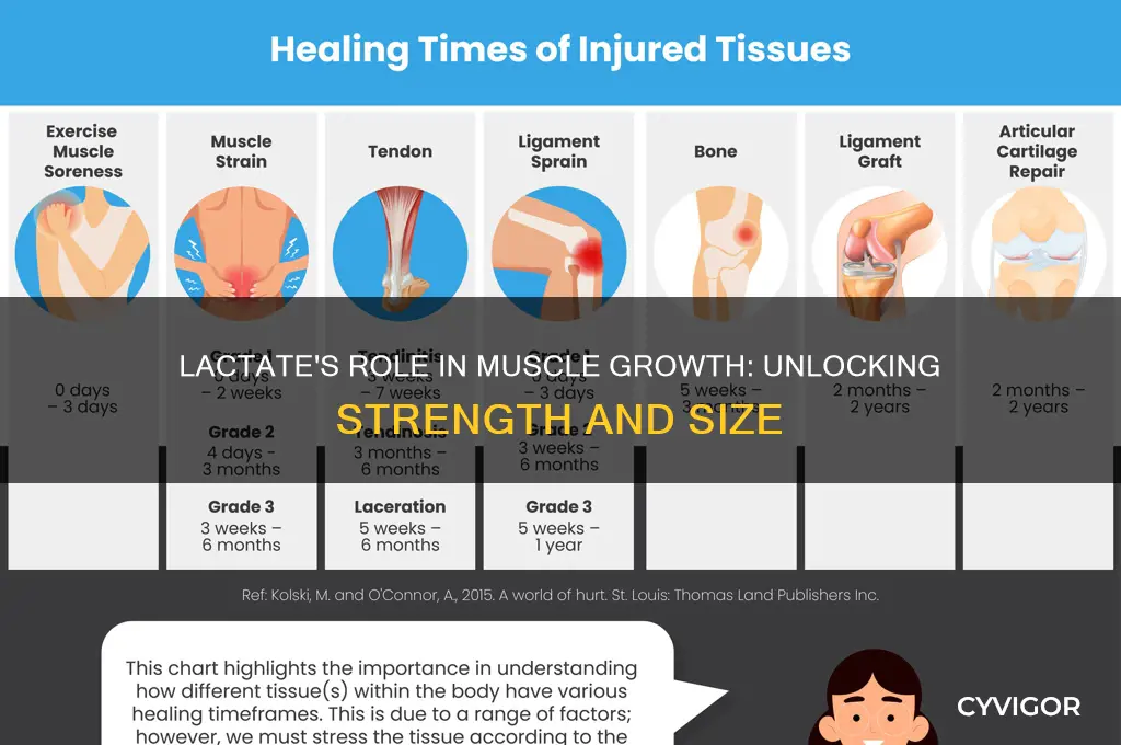 how does lactate influence muscle gain