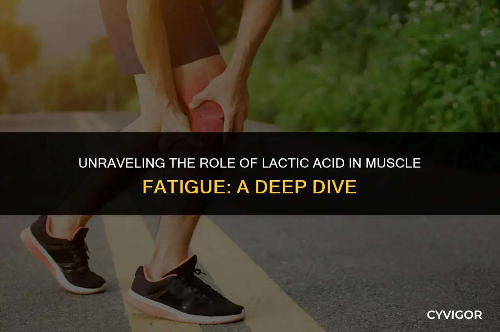 how does lactic acid affect muscle fatigue
